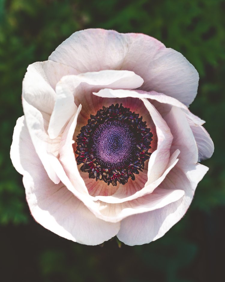 Anemone Growing Guide: From Corm to Bloom
