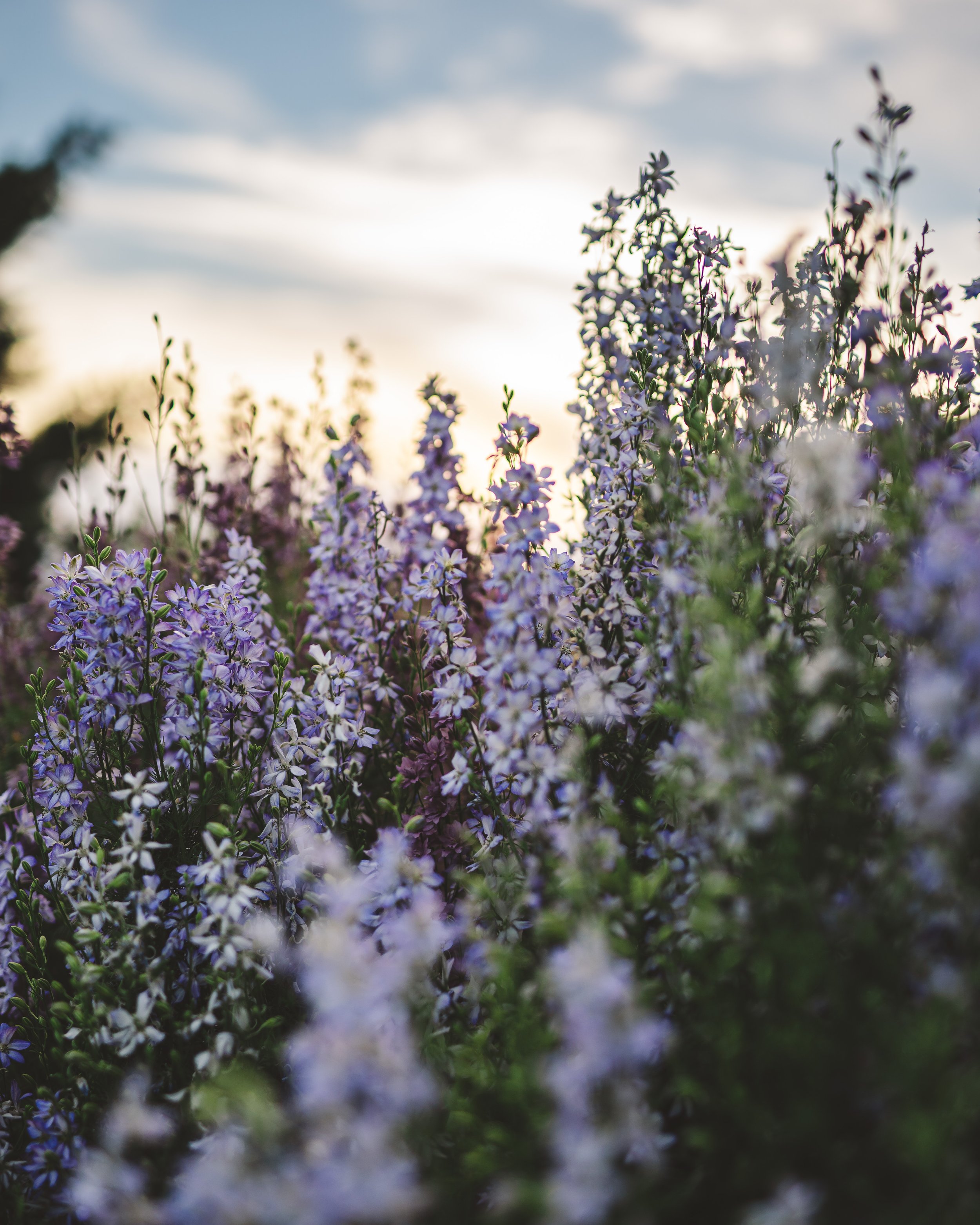 LARKSPUR CULTIVATION