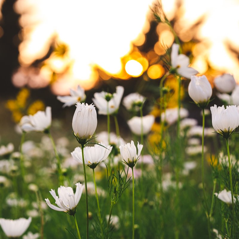 COSMOS CULTIVATION 