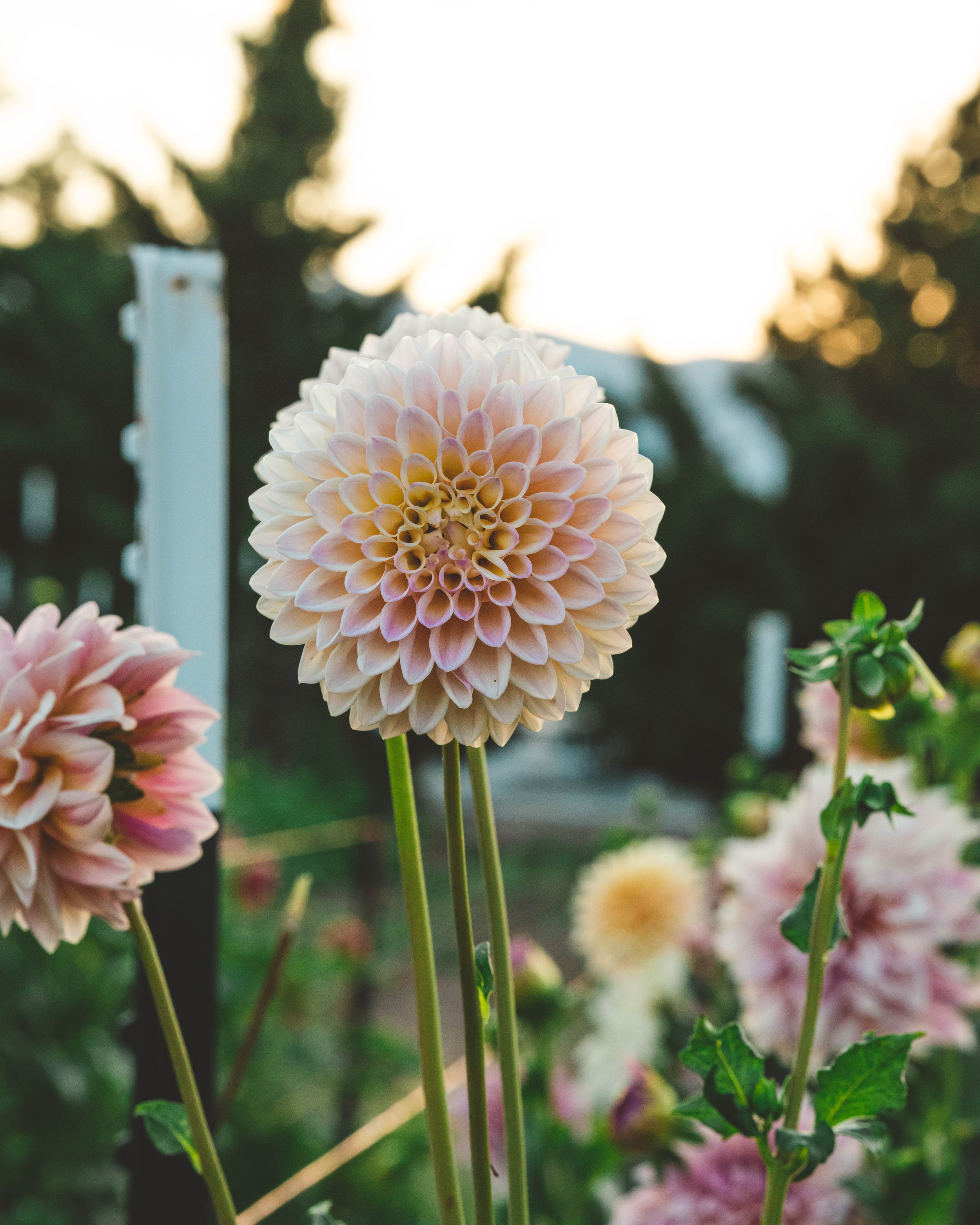 A vibrant Castle Drive dahlia blooming in the field, its peachy petals glowing softly against a blurred, golden sunset in the background.