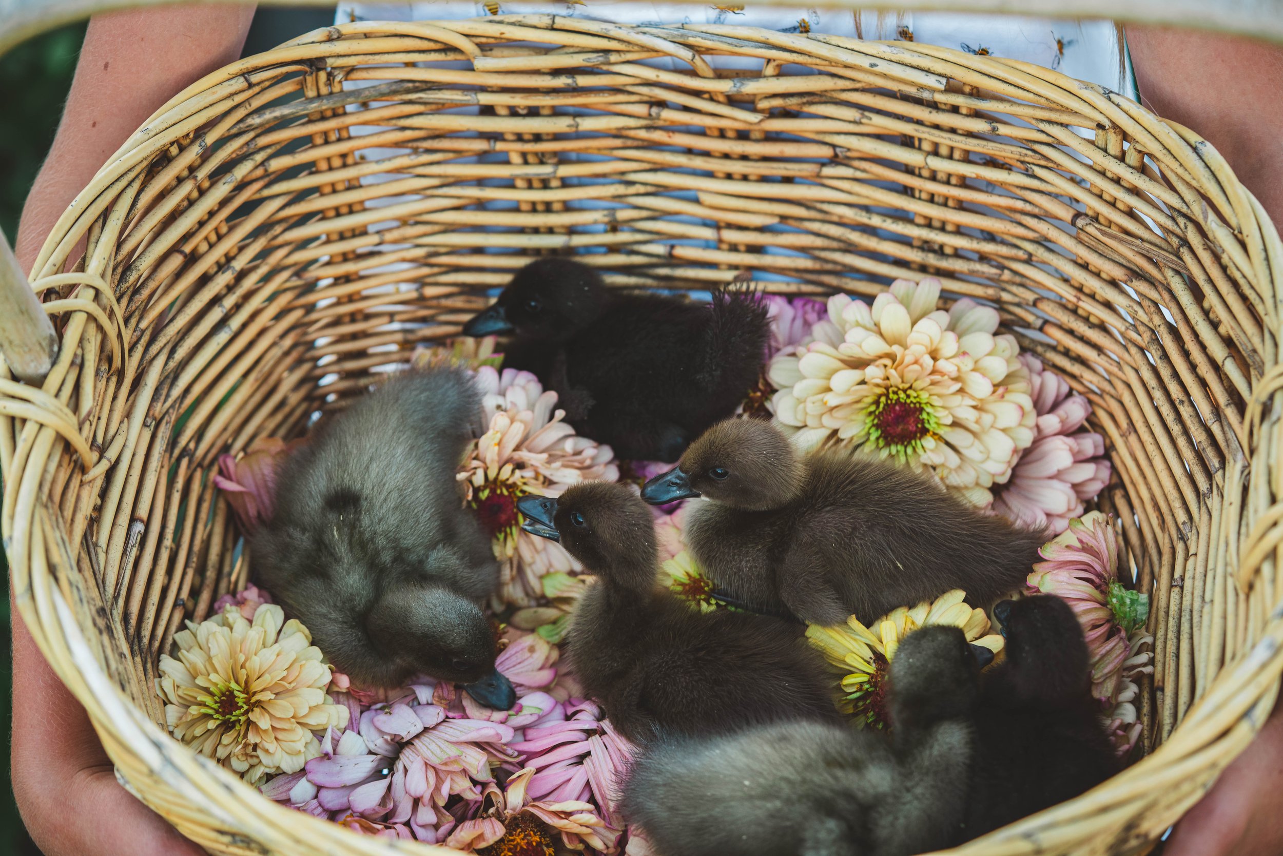 Duckies-02054.jpg
