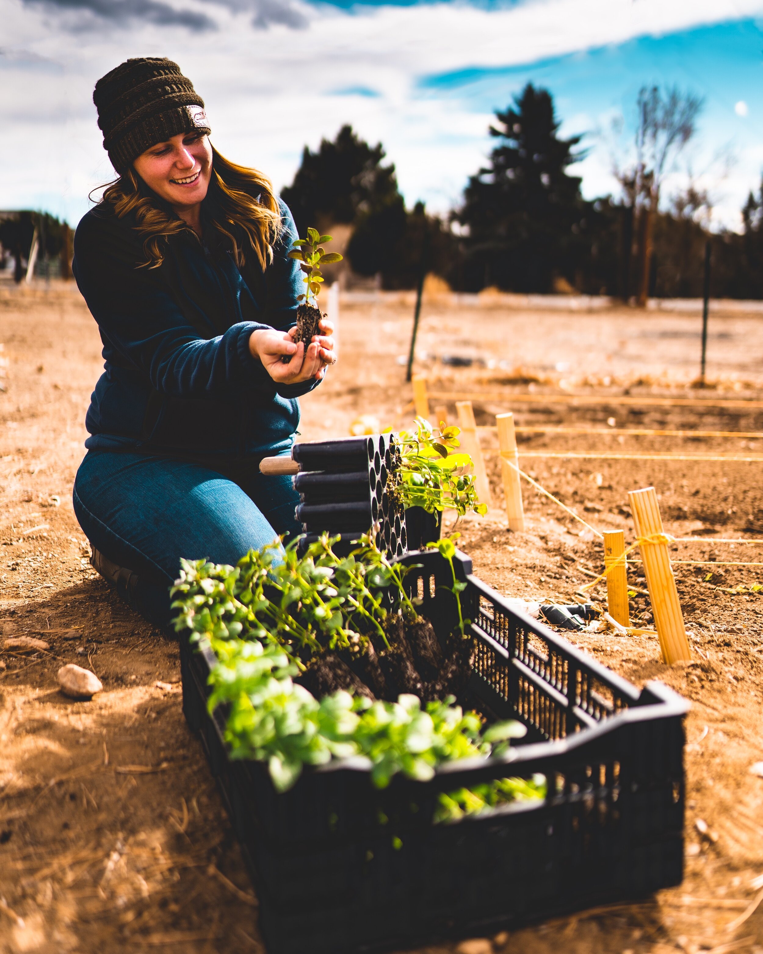 Transplanting Seedlings: A Step-by-Step Guide to Success