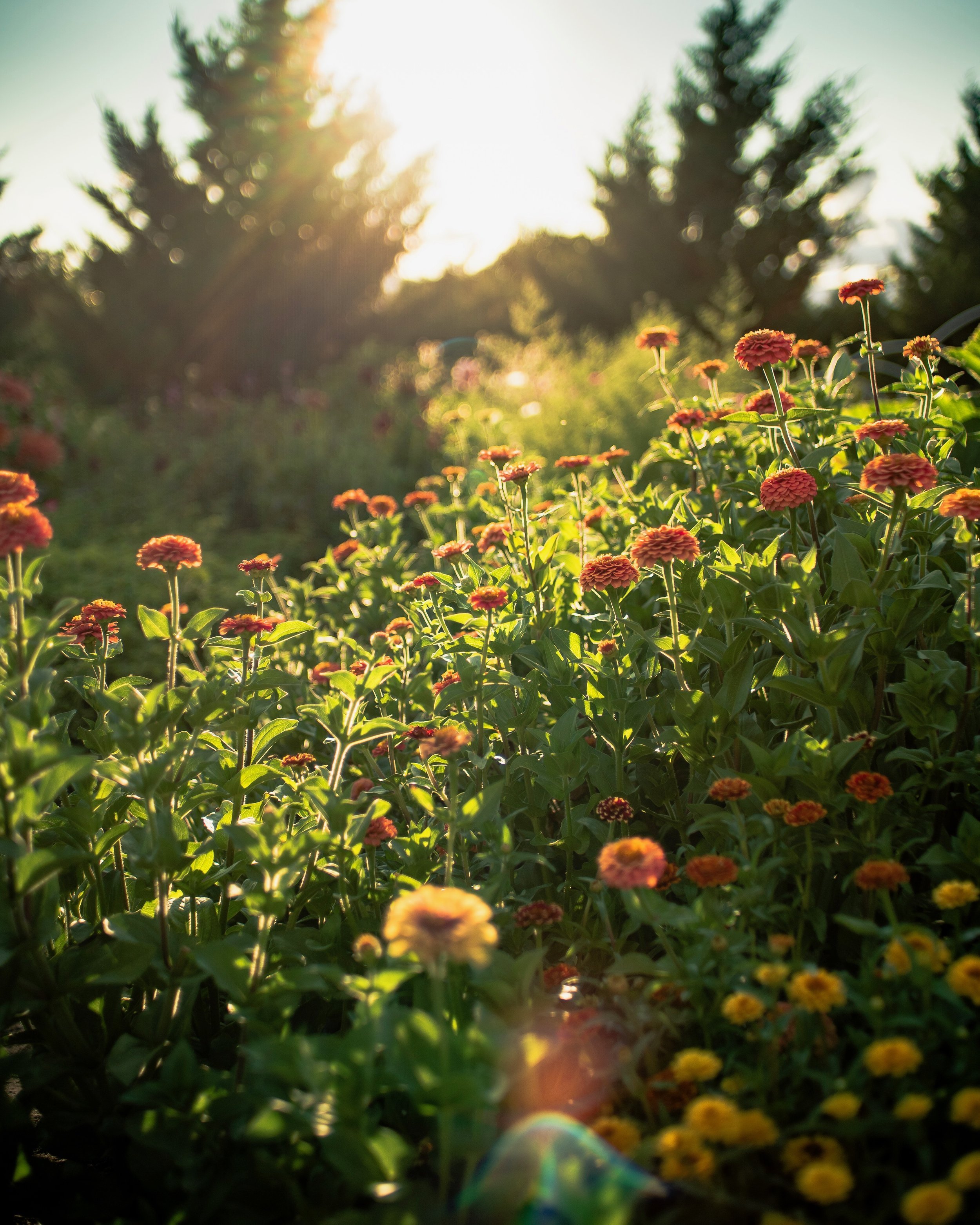 Crop Planning and Rotation: Seasonal Turnover to Maximize Production