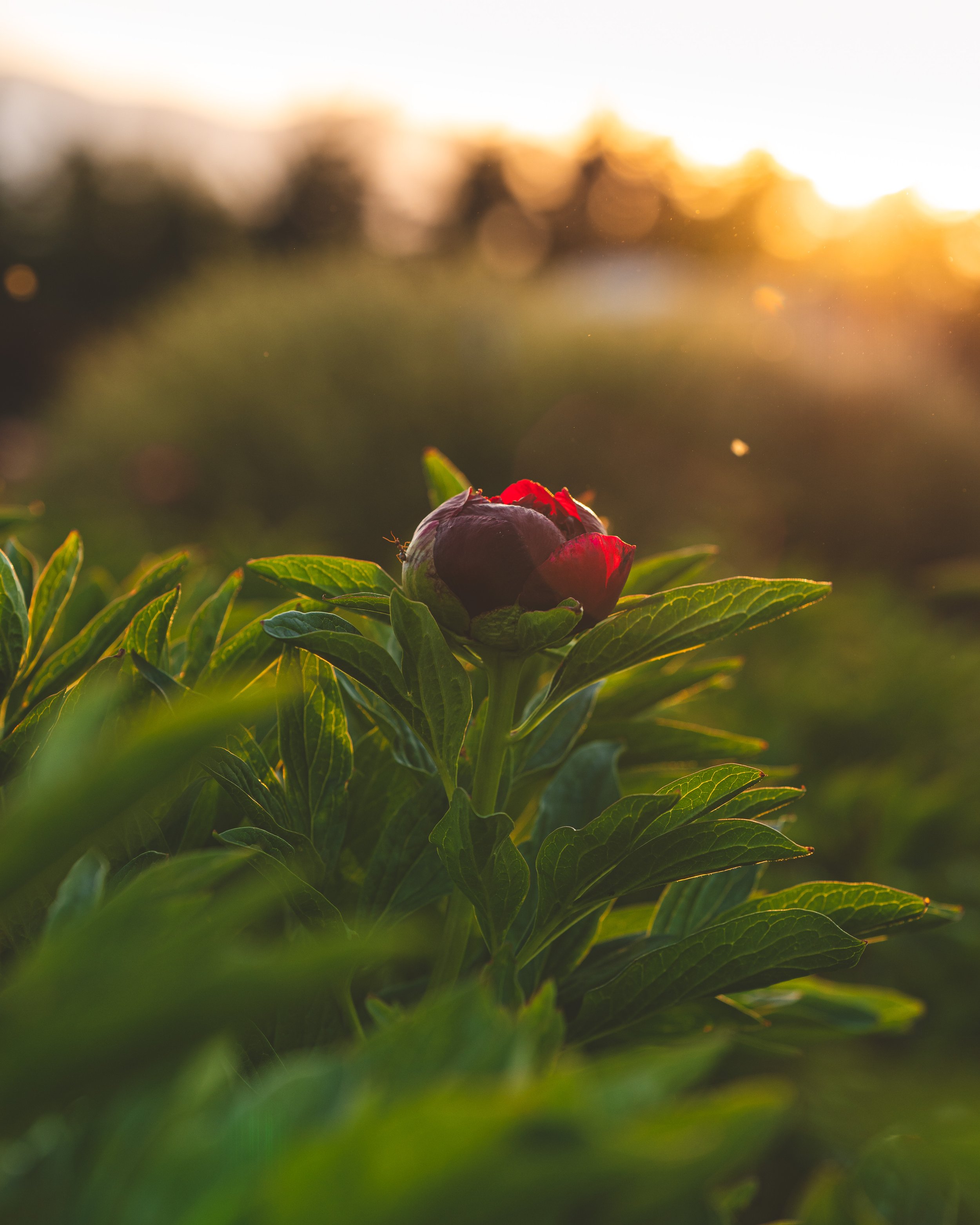 Peony Red.jpg