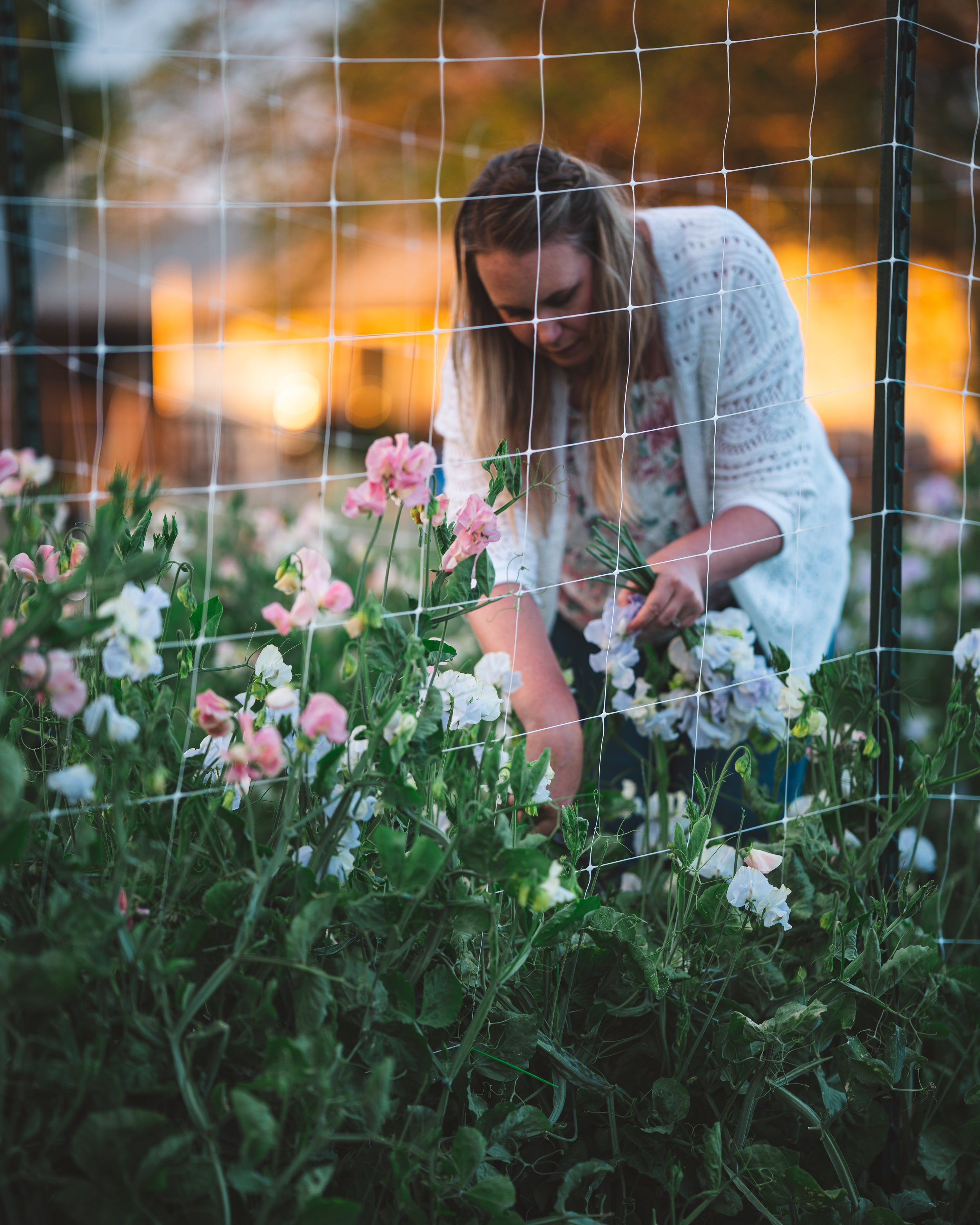 ROLLING WITH THE PUNCHES IN FLOWER FARMING