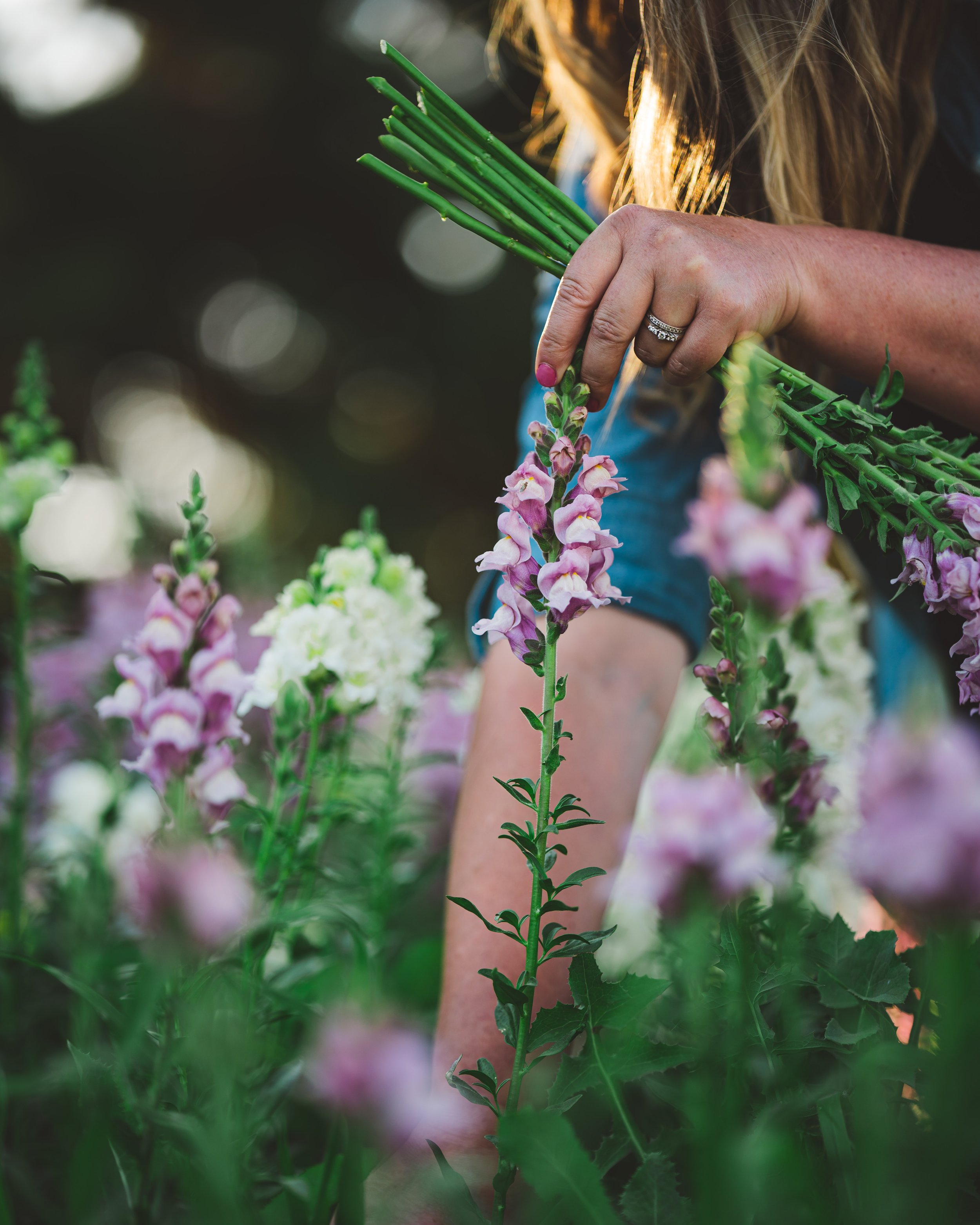 Snapdragons are considered "hardy" annuals.