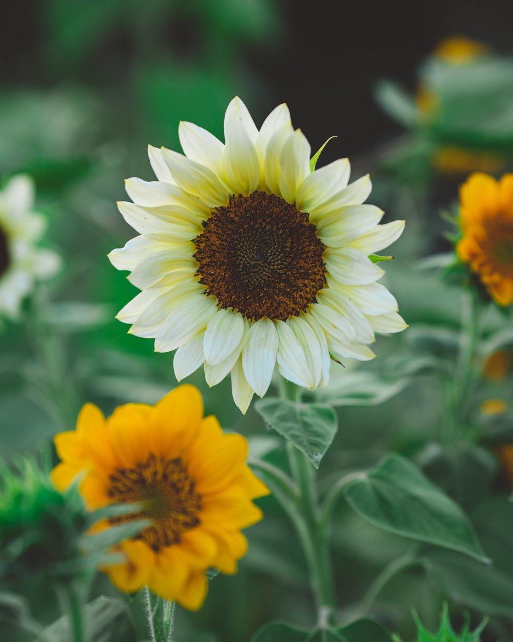 Sun+flower-09700.jpg
