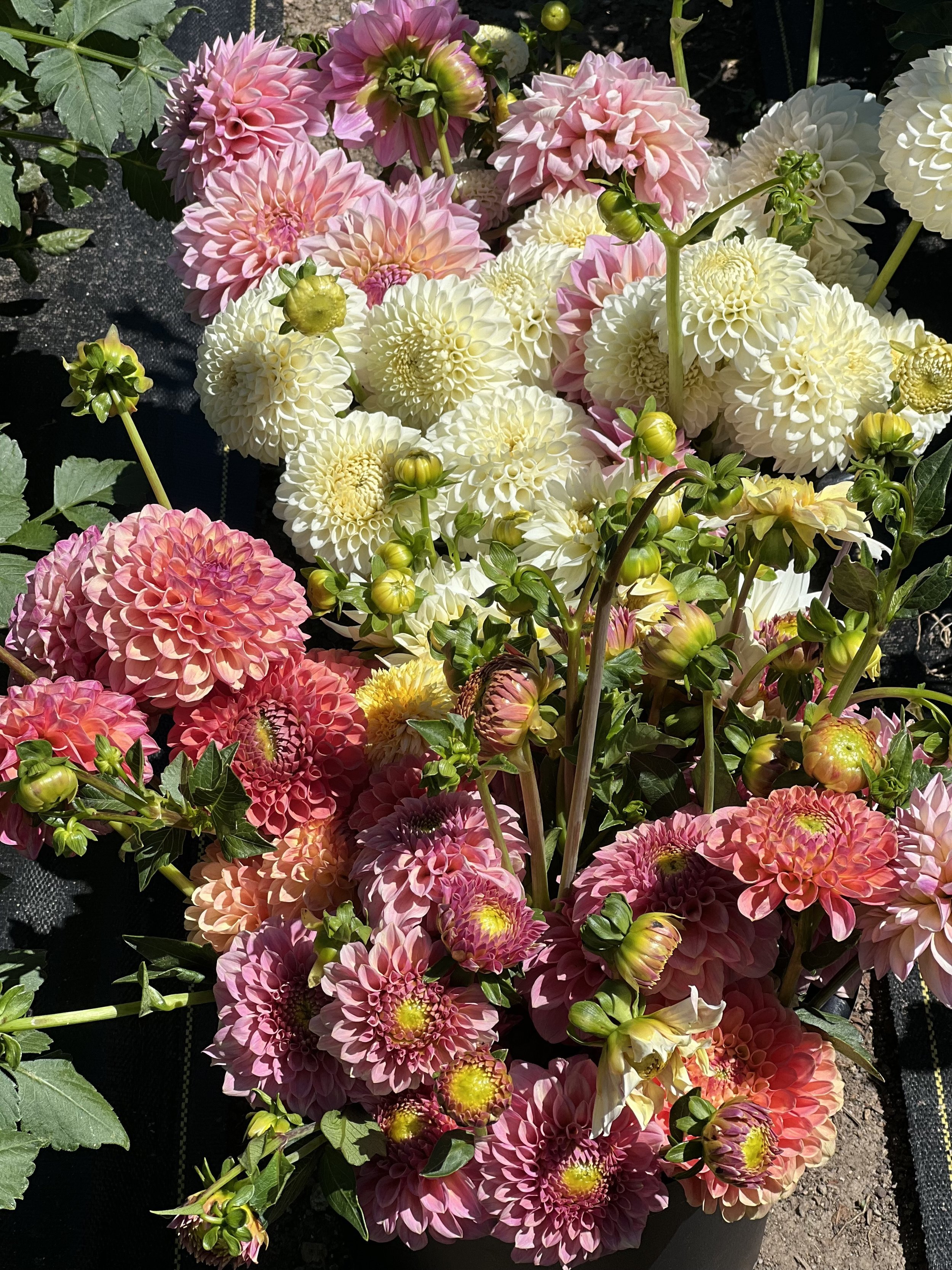 Example of harsh light on a bucket of dahlias.