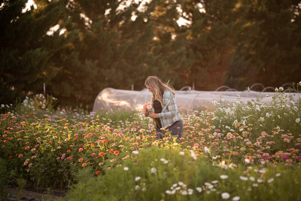 TOP CUT FLOWERS FOR EACH USDA ZONE