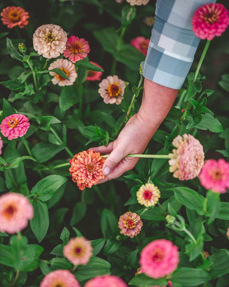 5 SIGNS FLOWER FARMING IS FOR YOU
