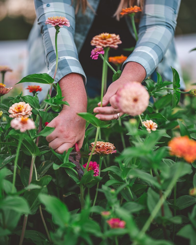 Zinnias are "tender" annuals.