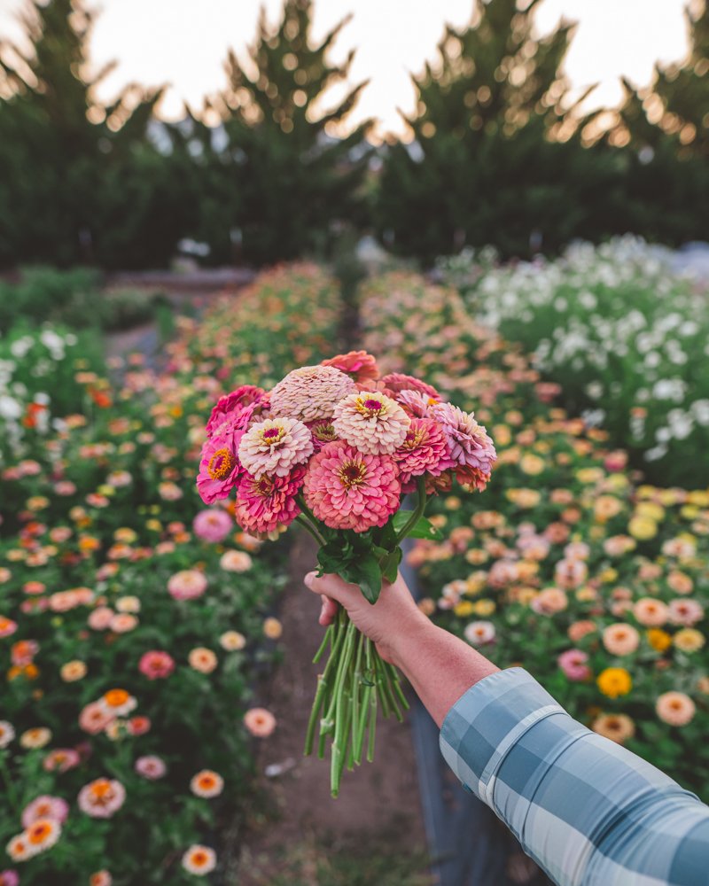 NAVIGATING ECONOMIC SHIFTS FOR FLOWER FARMERS
